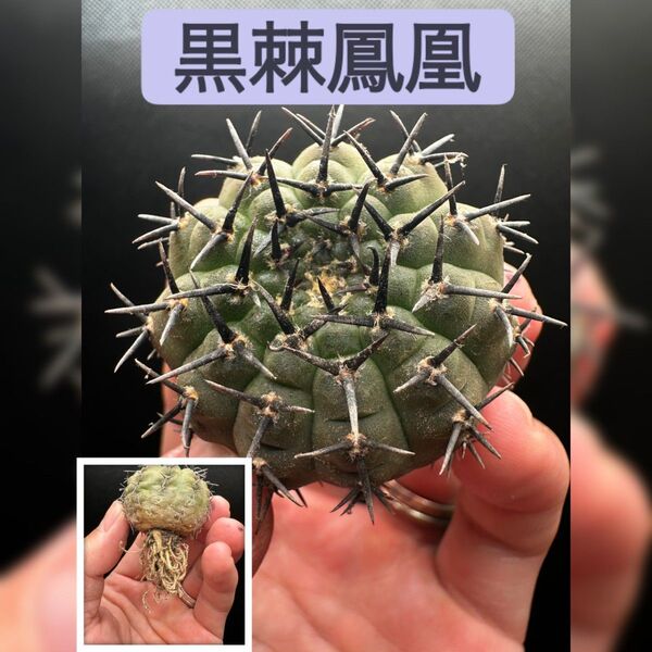 サボテン 黒棘鳳凰 実生 ※同格以上送付