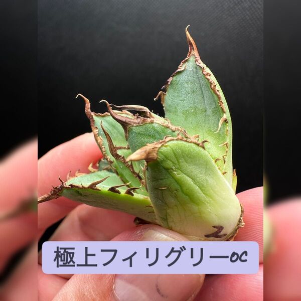 アガベ_フィリグリー_極上OC_サマーセール価格