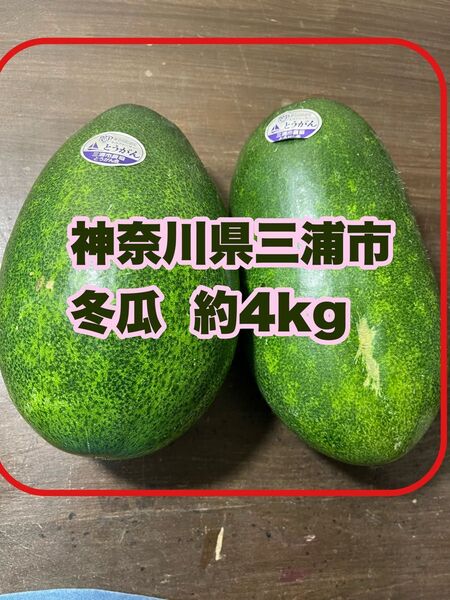 神奈川県三浦市 冬瓜 約4kg