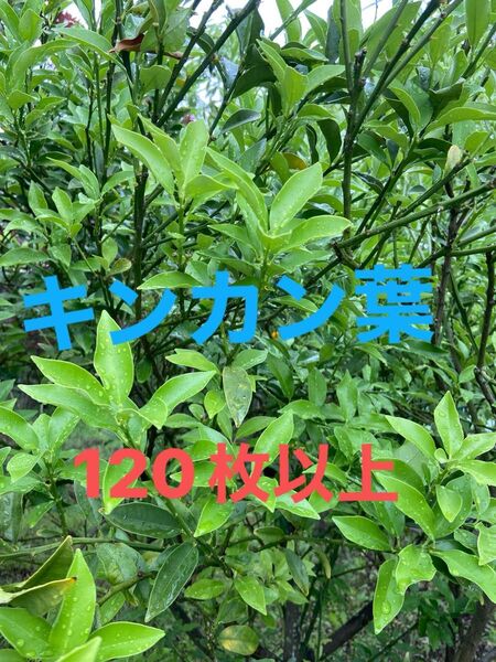 キンカン若葉 枝付き トゲに注意して下さい。柑橘の葉 幼虫のエサ 栽培期間中農薬除草剤不使用