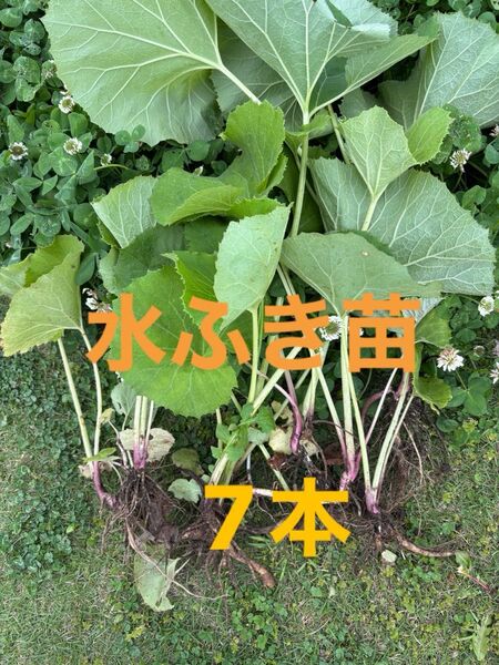 水ふき苗 天然自生 農薬除草剤不使用 ふき フキ 蕗 ご購入後収穫します