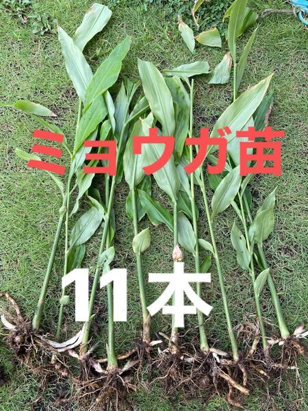 みょうが苗 栽培期間中農薬、除草剤不使用 茗荷 ミョウガ