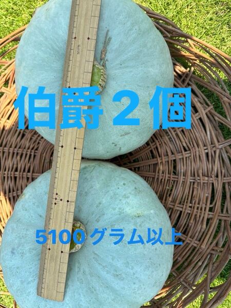 かぼちゃ 栽培期間中農薬不使用 除草剤不使用 伯爵2個