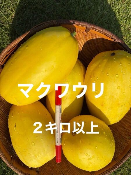 マクワウ まくわうり 栽培期間中農薬不使用 除草剤不使用