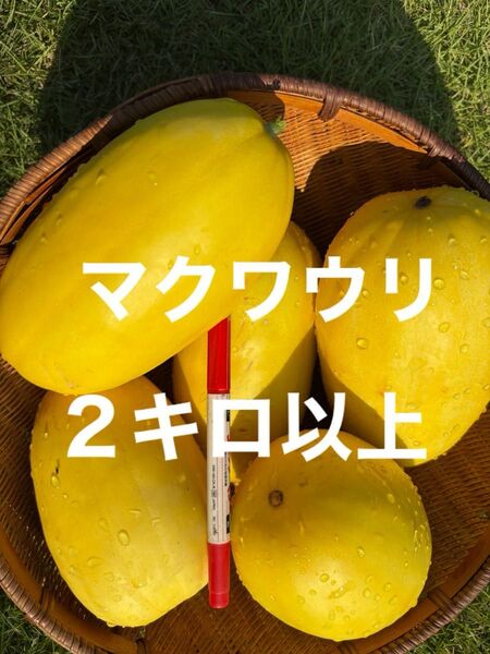 マクワウ まくわうり 栽培期間中農薬不使用 除草剤不使用