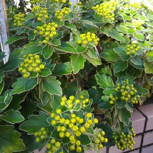 ☆イソギク/菊科♪宿根草(抜き苗2本)