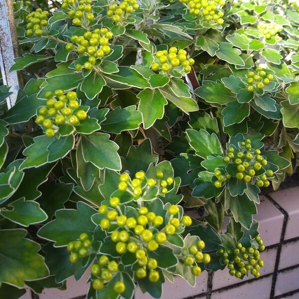 ☆イソギク/菊科♪宿根草(抜き苗2本)