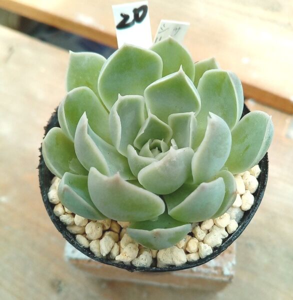 20、サンタバーバラ×シルエット 多肉植物 エケベリア オリジナル交配 抜き苗
