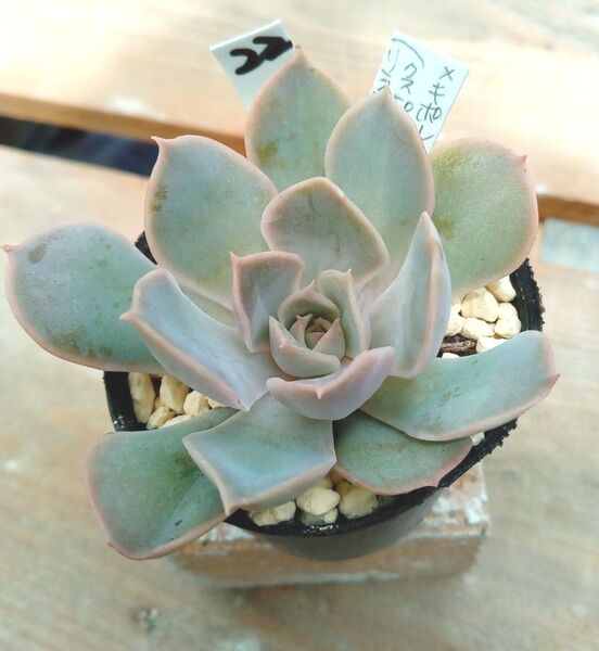 22、メキシコポルデンシス×(クスピダータ×リラシナ) 多肉植物 エケベリア オリジナル交配 抜き苗