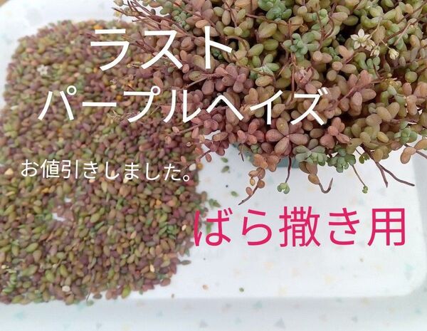 パープルヘイズ ダシフィルム 多肉植物 葉挿しのみ ばら撒き用です。