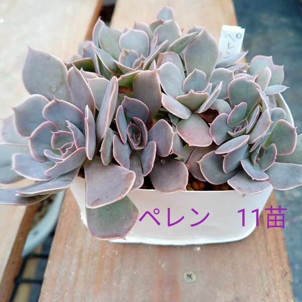 ペレン 多肉植物 エケベリア 抜き苗