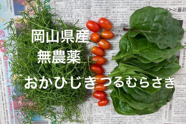 岡山県産 無農薬 おかひじき つるむらさき おひたしセット 7/18朝収穫 ネコポス500グラム トマトおまけ