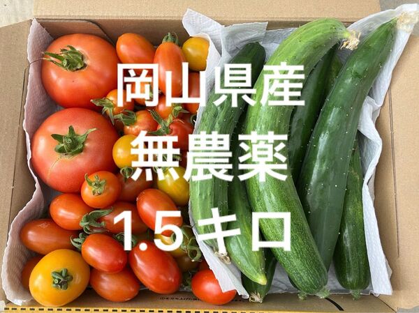 岡山県産 野菜セット トマトきゅうり 7/11収穫 発送 コンパクト箱1.5キロ(1
