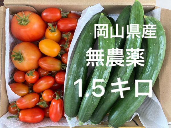 岡山県産 野菜セット トマトきゅうり 7/11収穫 発送 コンパクト箱1.5キロ(2