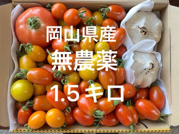 岡山県産 野菜セット トマト ニンニク7/13収穫 発送 コンパクト箱1.5キロ