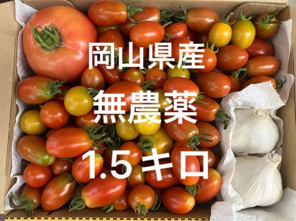 岡山県産 野菜セット トマト ニンニク7/14収穫 発送 コンパクト箱1.5キロ