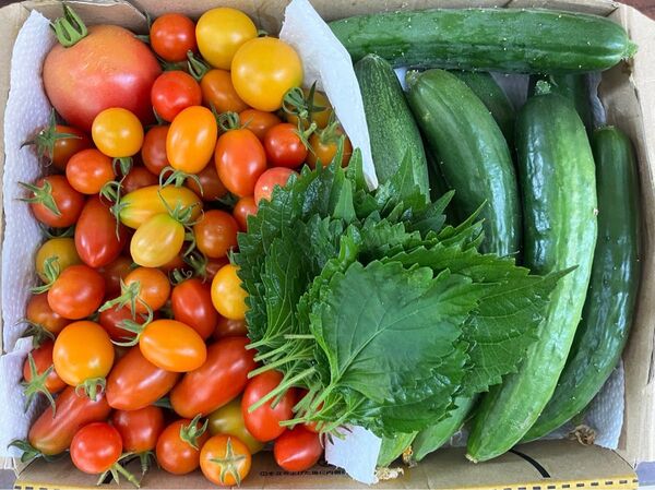 岡山県産 野菜セット きゅうり トマト コンパクト箱 1.5キロ 7/30収穫 朝採れ