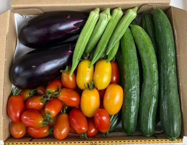 岡山県産 無農薬 野菜セット コンパクト箱 1.3キロ 7/14収穫 朝採れ