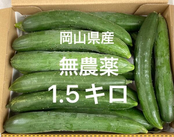 岡山県産 無農薬 7/15朝採れ 野菜 きゅうり コンパクト箱 約1.5キロ