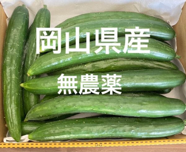 岡山県産 無農薬 7/10朝採れ 野菜 きゅうり14本 コンパクト箱 1.5キロ