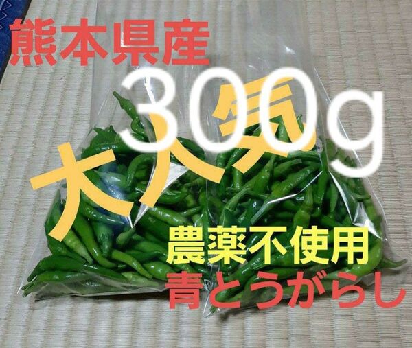 出品再開。お徳用!大人気!今が旬!熊本県産青唐辛子300g 大人気 辛い 安心