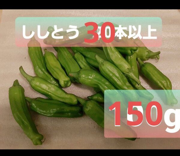 人気!熊本県産 ししとう 150gに増量しました 農薬不使用