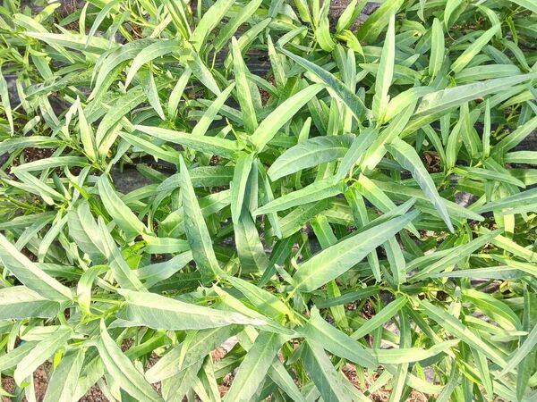 クウシンサイ 空心菜熊本県産 空芯菜 300g 農薬不使用 農家直送