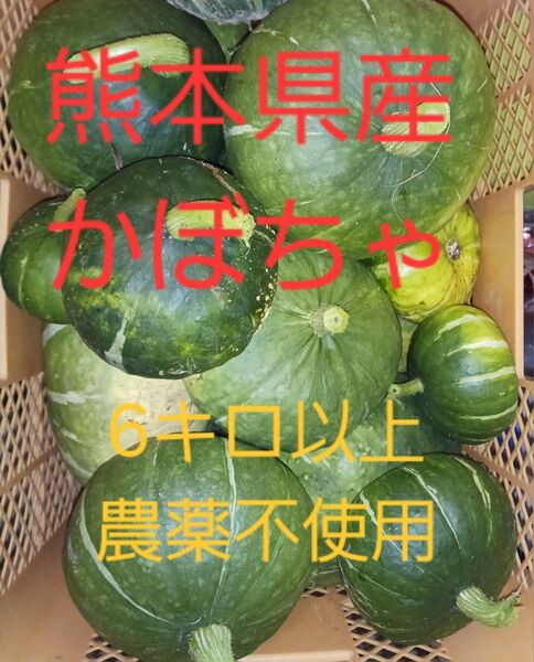 熊本産かぼちゃ 無農薬 熊本県産 南瓜 甘い 規格外 お得