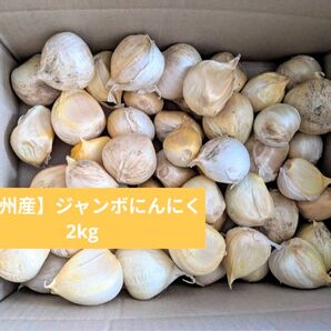 【泉州産】ジャンボにんにく 2kg