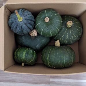 【泉州産】栗かぼちゃ 詰め合わせ(写真通り)