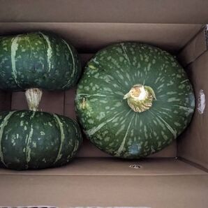 【泉州産】栗かぼちゃ 詰め合わせ(写真通り)