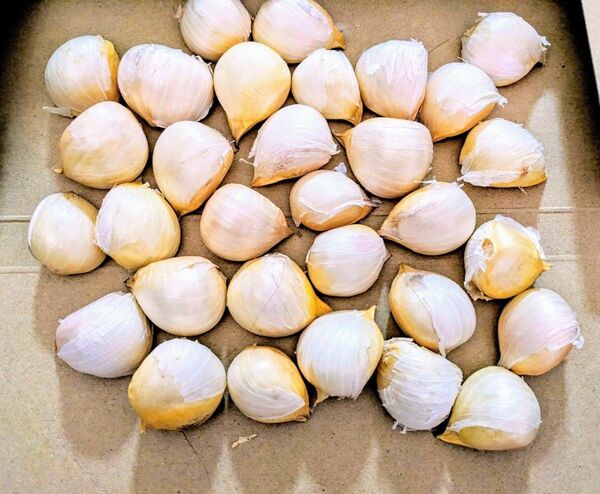 【泉州産】ジャンボにんにく 500g