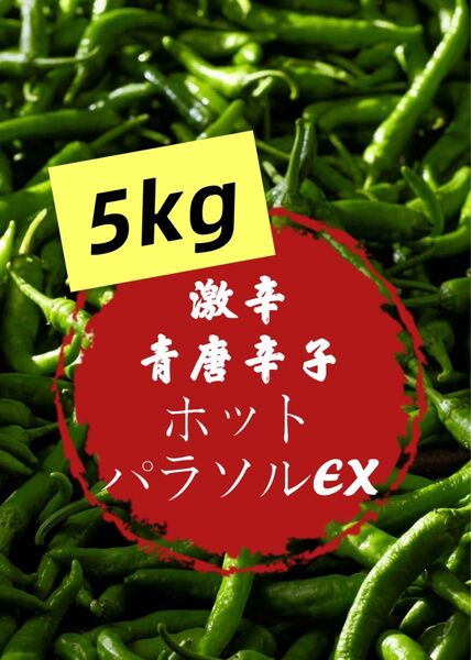 野菜 とうがらし 激辛青唐辛子 ホットパラソルEX 期間限定 希少 5kg
