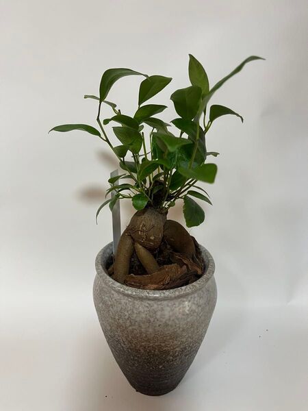 観葉植物 ガジュマル 鉢植え 陶器