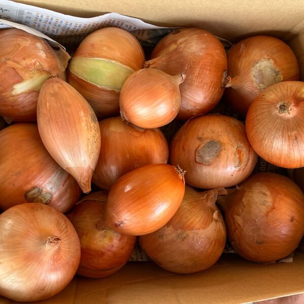 【訳あり】淡路島玉ねぎ 箱込み6kg