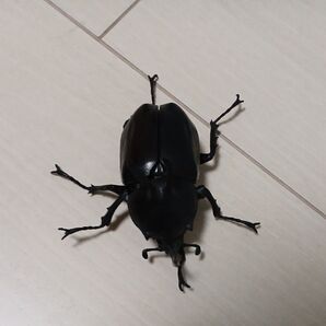 いきもの大図鑑 ビルマニクス