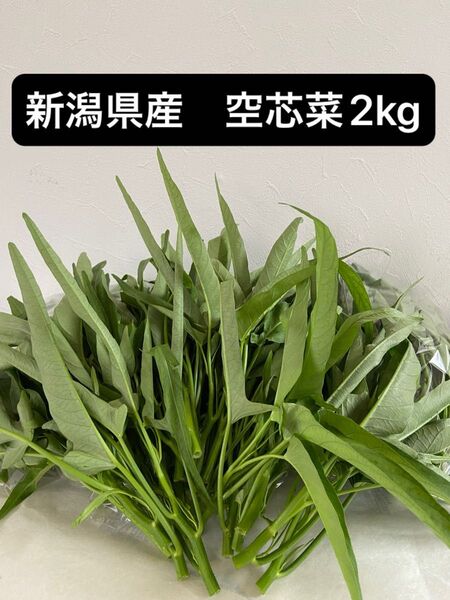 新潟県産 空芯菜(空心菜、エンサイ)2kg