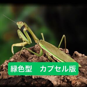 オオカマキリ緑色型【カプセル版】 いきもの大図鑑アドバンス オオカマキリとショウリョウバッタ