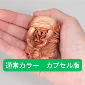 【カプセル版】 オオクワガタ蛹(通常カラー) いきもの大図鑑 くわがた10