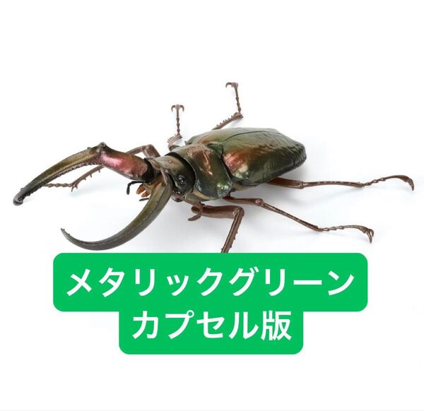 【カプセル版】 フェイスタメルシワバネクワガタ(メタリックグリーン) いきもの大図鑑 くわがた10