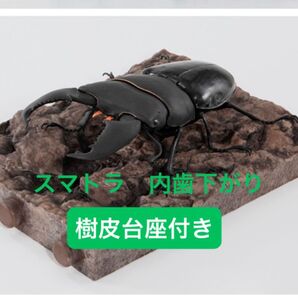 【オンライン版】 スマトラオオヒラタクワガタ(内歯下がり) いきもの大図鑑 くわがた10
