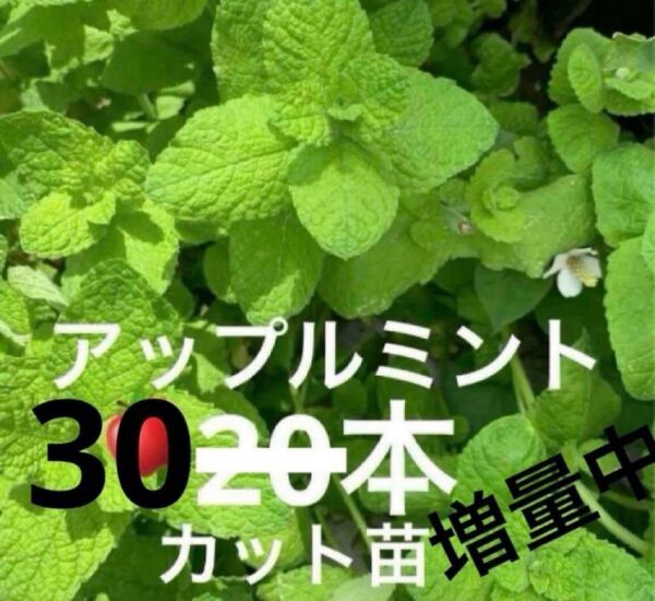 ミント アップルミント カット苗 30本以上 無農薬栽培 ハーブティー 虫除け アイスに 氷に デザートに 増やせます