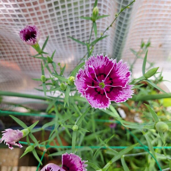 花苗 石竹 セキチク