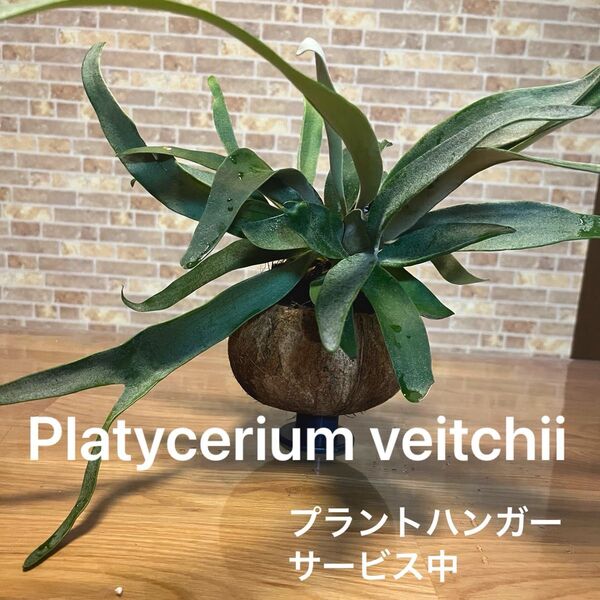 コウモリラン ビカクシダ ビーチー 吊り下げ