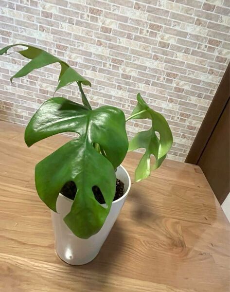 観葉植物 ミニモンステラ ミニマ 苗