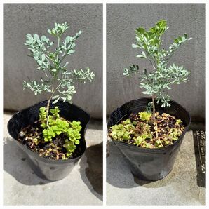 ヘンルーダ 無農薬栽培 アゲハ草 2苗