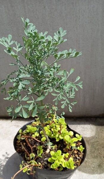 ヘンルーダ 無農薬栽培 アゲハ草 1苗