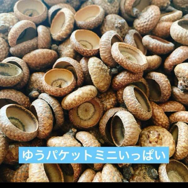 北海道 どんぐり帽子 レッドオークサイズMIX ゆうパケットミニパンパン 100個前後