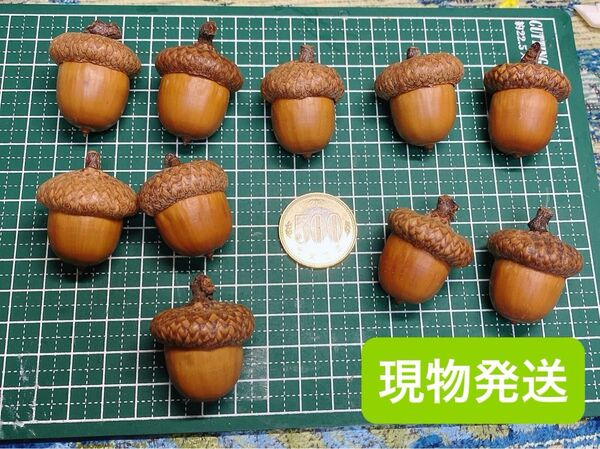 北海道 レッドオーク 王様サイズ どんぐり 枝付き 10個