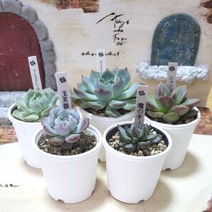多肉植物5苗セット C72